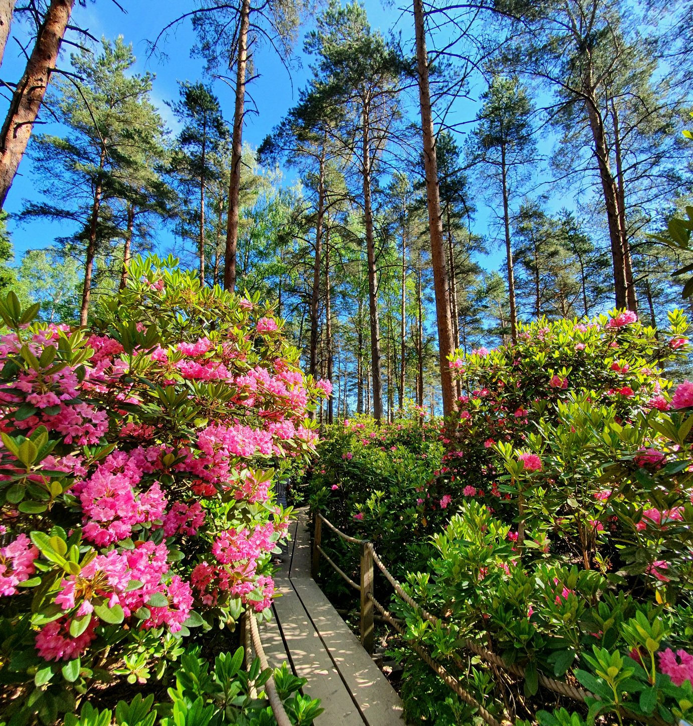 Alppiruusupuisto Helsingin Etelä-Haagassa